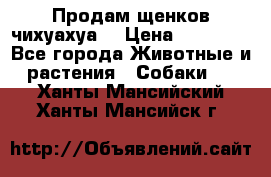 Продам щенков чихуахуа  › Цена ­ 10 000 - Все города Животные и растения » Собаки   . Ханты-Мансийский,Ханты-Мансийск г.